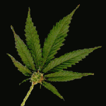 marijuana